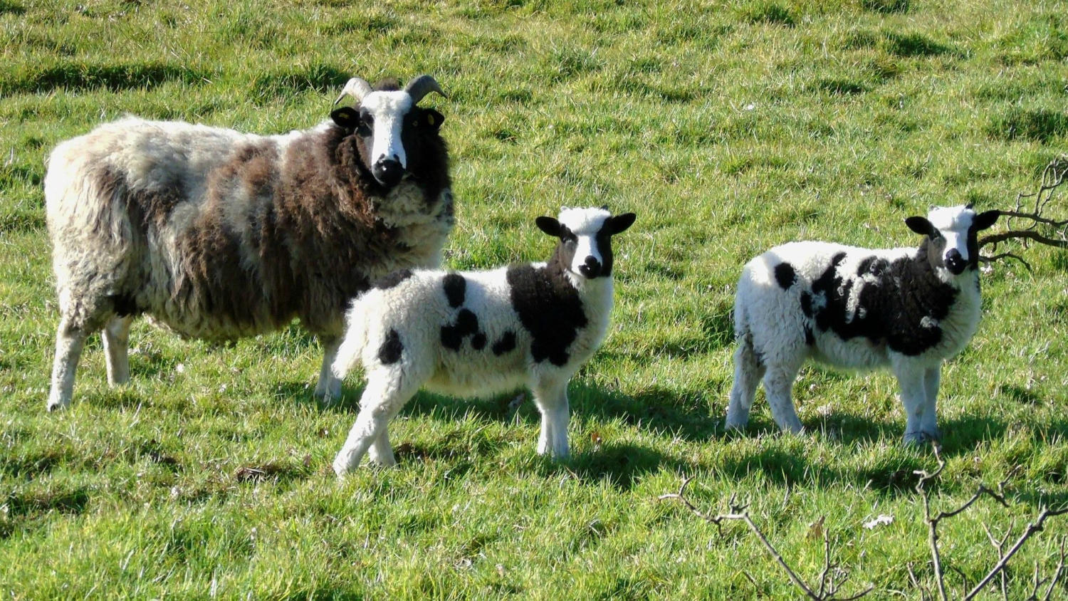 Valais Sheep Plush Toy Small | Cute Cuddly Lamb Soft Toy | Baby Safe Gift | Farm Animal Teddy | Birthday Easter Gift | Sheep Lover Present - Image 6