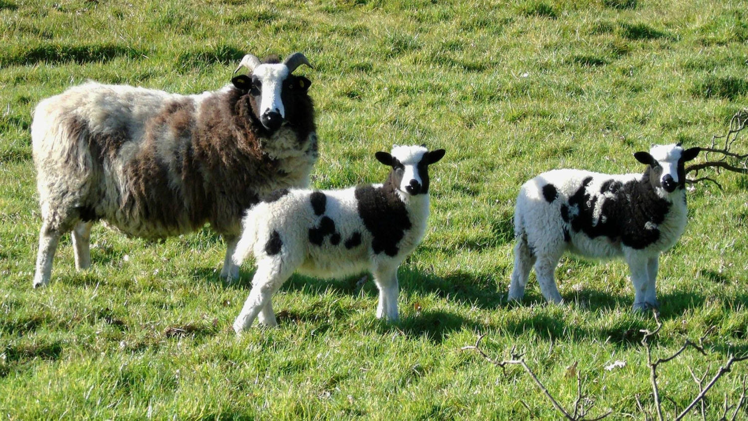 Mini Valais Sheep Plush Toy | Cute Cuddly Lamb Teddy | Small Baby Safe Soft Toy Gift | Farm Animal Plush | Easter Birthday Present - Image 7